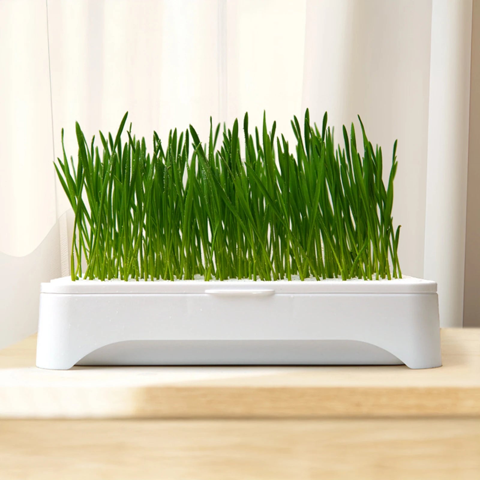 Cat Grass Growing Kit product image 2