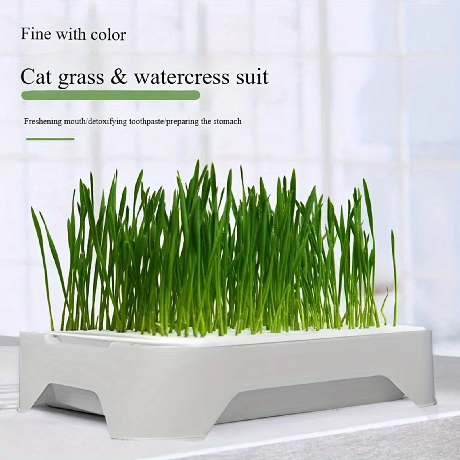 Cat Grass Growing Kit product image 4