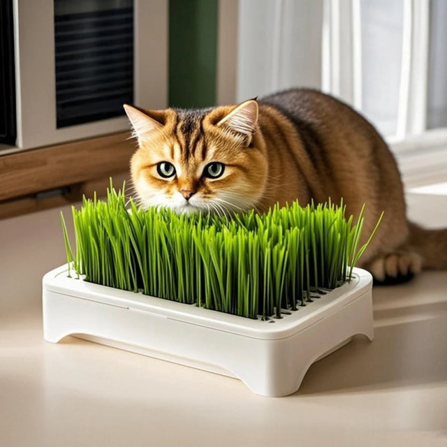Cat Grass Growing Kit
